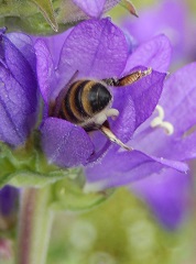 campanule agglomérée et abeille